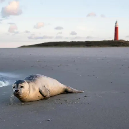 4-guest Near Texel Dunes De Koog (Texel)